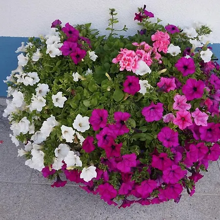 게스트하우스 Haus Bergheimat